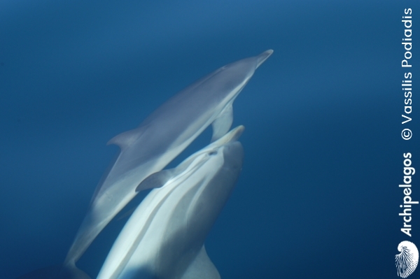 Gallery_CET_1_Common_and_Striped_Dolphins_Vassilis_PODIADIS_LOWres