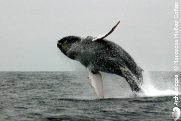 Gallery_CET_7_Humpback_whale_Mercedes_MUNS_CANAS_foto_012_LOWres