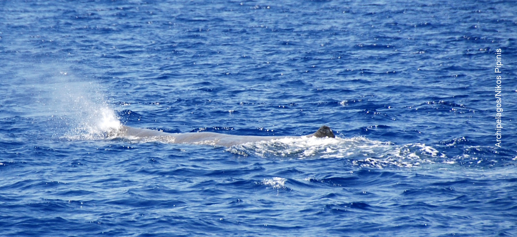 Cetaceans in the Ionian Sea