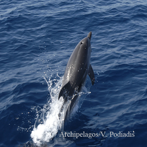 Wale & Delfine im Ionischen Meer