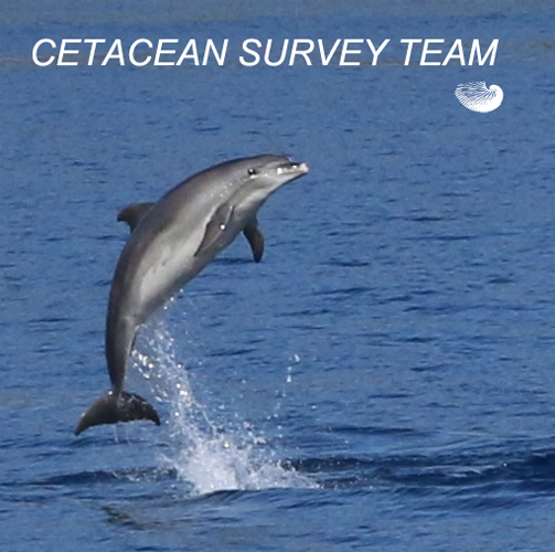 Cetacean Survey Team
