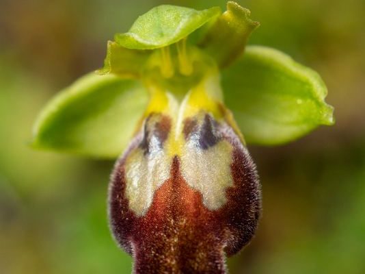 Ophrys fusca subsp fusca
