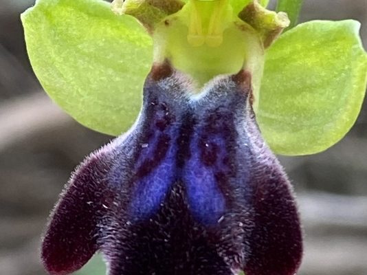 Ophrys fusca subsp iricolor