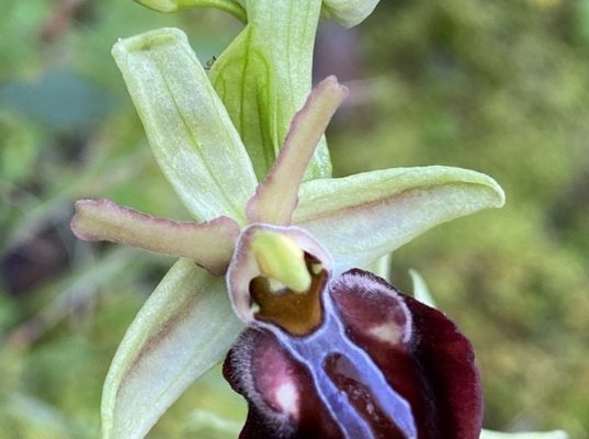 Ophrys sphegodes subsp mammosa