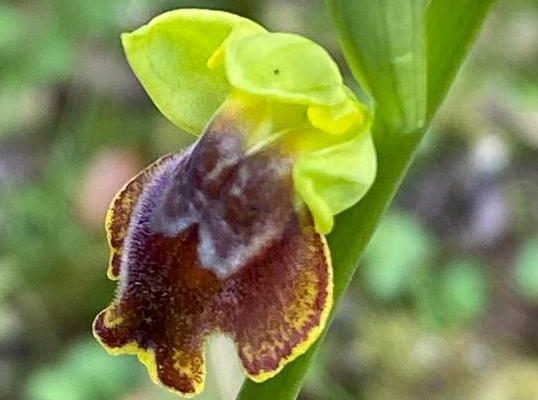 Ophrys lutea subsp melena