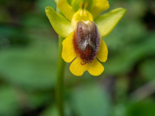 Ophrys phryganae