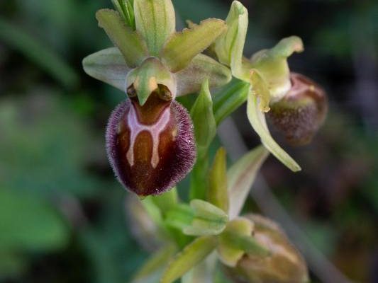 Ophrys sphegodes subsp sphegodes