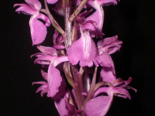 Anacamptis palustris subsp robusta
